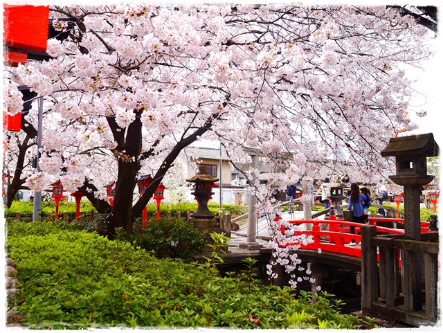 六孫王神社 櫻花