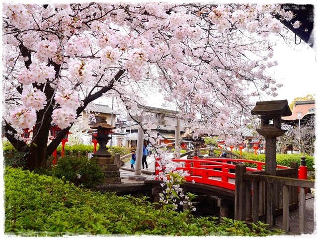 六孫王神社 櫻花