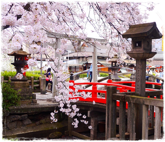 六孫王神社 櫻花