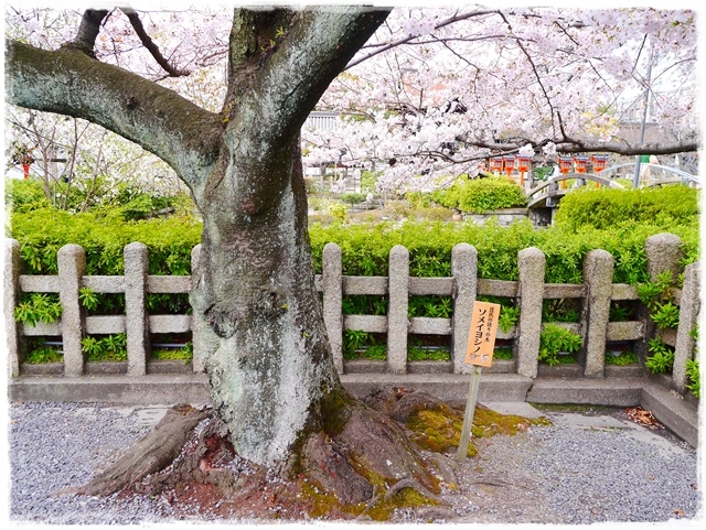 六孫王神社 櫻花