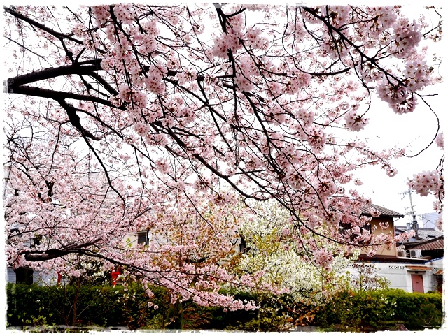 六孫王神社 櫻花