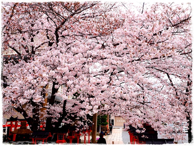 六孫王神社 櫻花