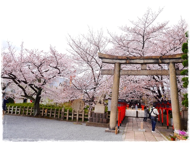 六孫王神社 櫻花