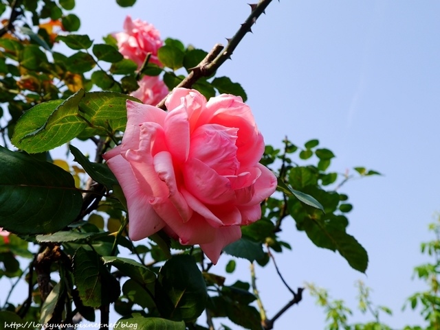 台北花博新生玫瑰園