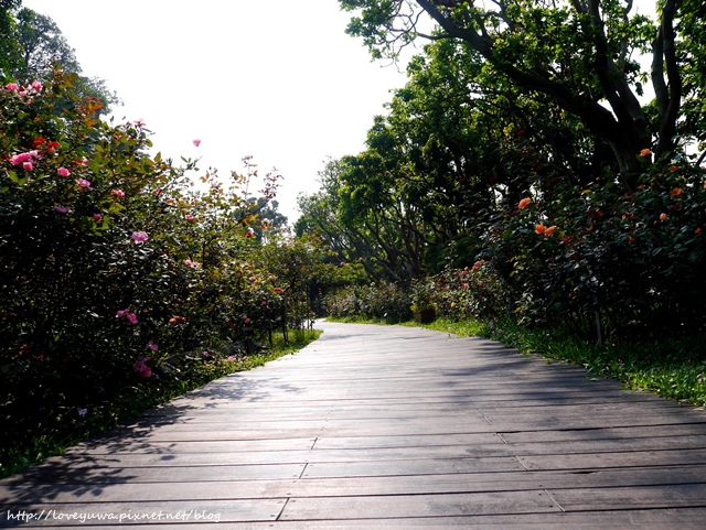 台北花博新生玫瑰園