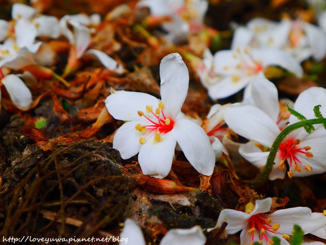 土城太極嶺山系桐花秘境