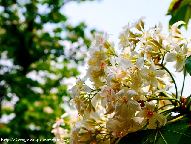 土城太極嶺山系桐花秘境