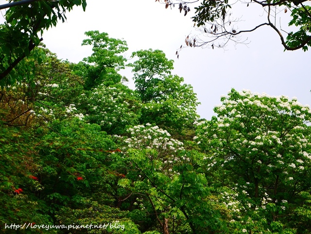 土城太極嶺山系桐花秘境