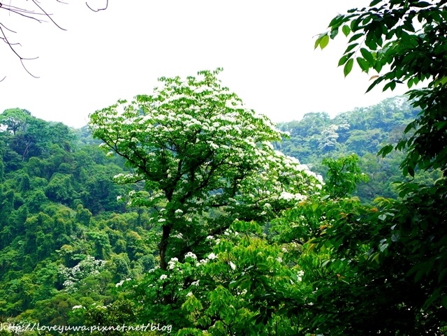 土城太極嶺山系桐花秘境