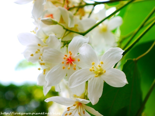 土城太極嶺山系桐花秘境