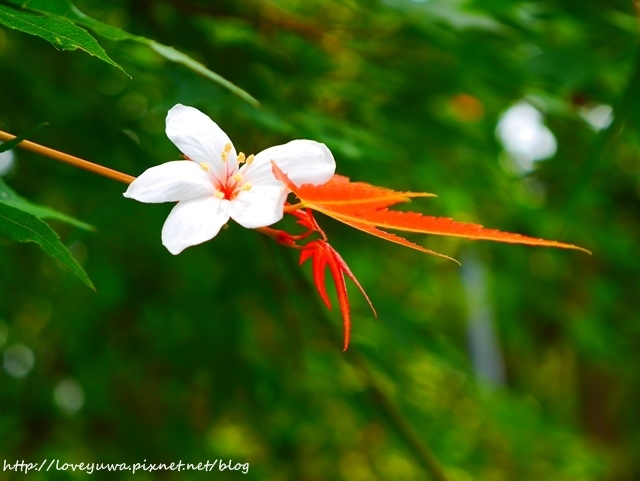 土城太極嶺山系桐花秘境