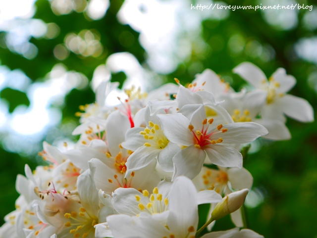 土城太極嶺山系桐花秘境