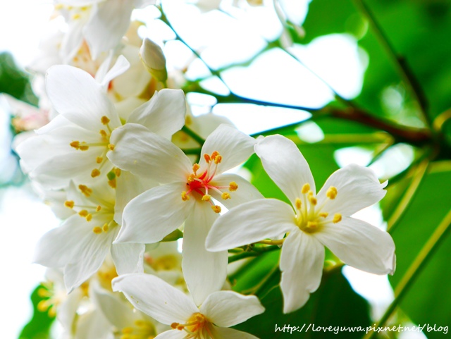 土城太極嶺山系桐花秘境 土城太極嶺山系桐花秘境