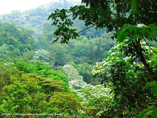 土城太極嶺山系桐花秘境
