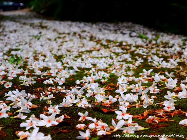 土城太極嶺山系桐花秘境