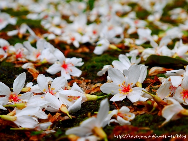 土城太極嶺山系桐花秘境