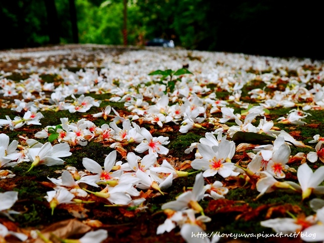 土城太極嶺山系桐花秘境