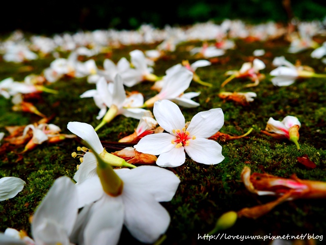 土城太極嶺山系桐花秘境