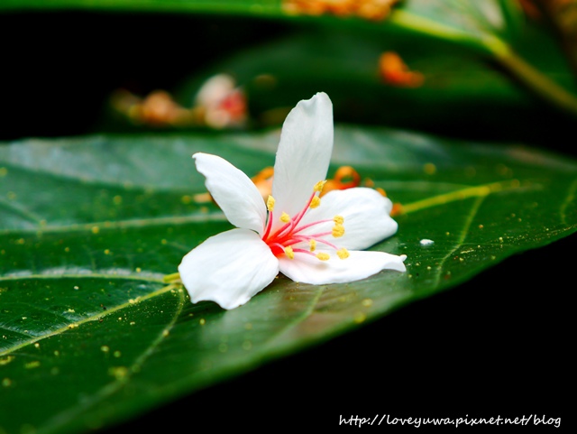 土城太極嶺山系桐花秘境