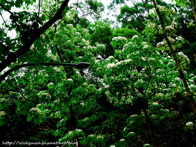 土城太極嶺山系桐花秘境