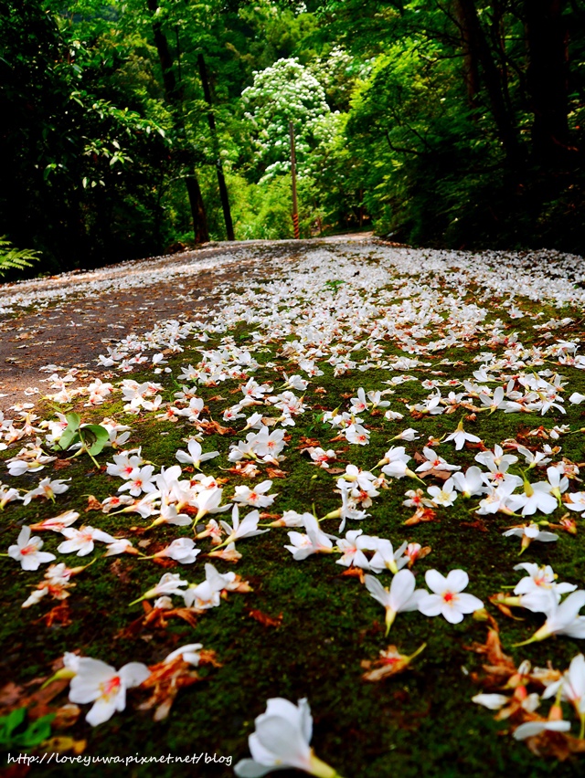 土城太極嶺山系桐花秘境