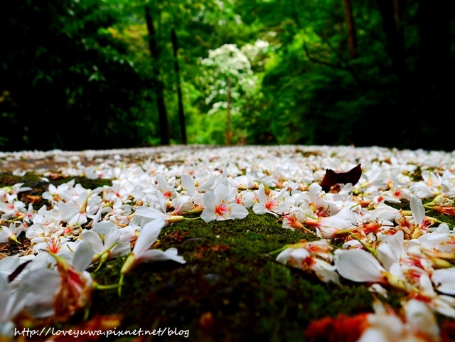 土城太極嶺山系桐花秘境