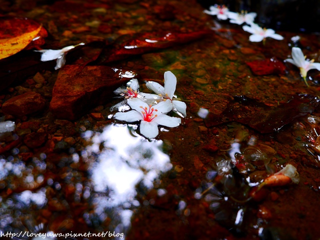 土城太極嶺山系桐花秘境