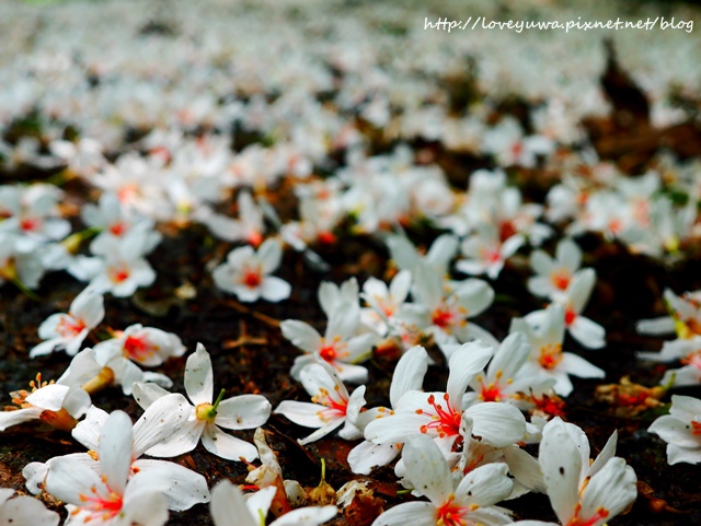 土城太極嶺山系桐花秘境