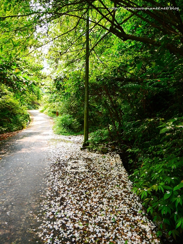 土城太極嶺山系桐花秘境