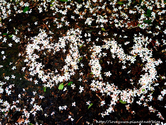 土城太極嶺山系桐花秘境