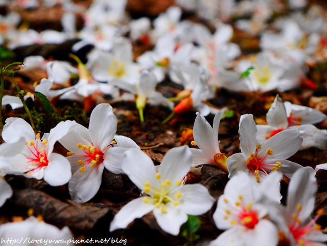 土城太極嶺山系桐花秘境