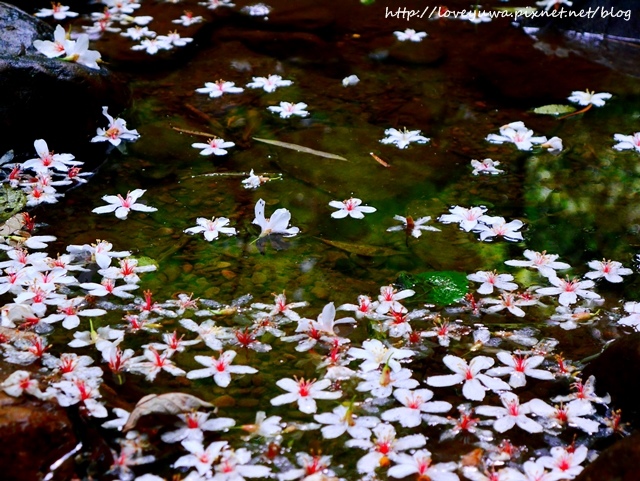 土城太極嶺山系桐花秘境