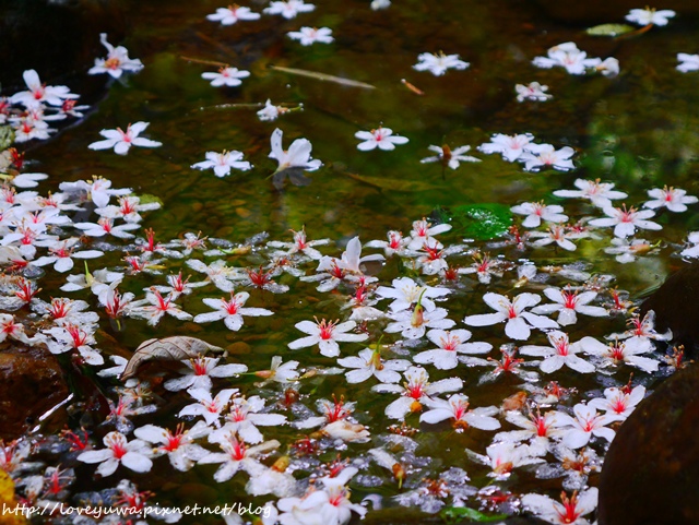 土城太極嶺山系桐花秘境