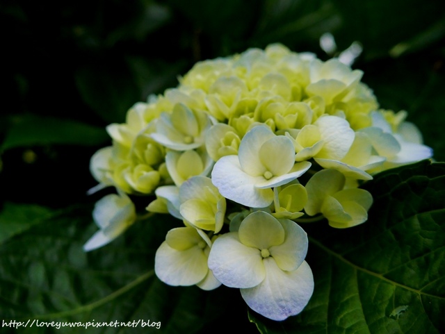 陽明山竹子湖高家繡球花田