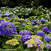 陽明山竹子湖高家繡球花田