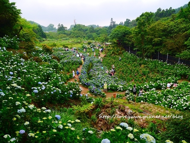 陽明山竹子湖高家繡球花田