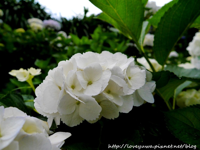 陽明山竹子湖高家繡球花田