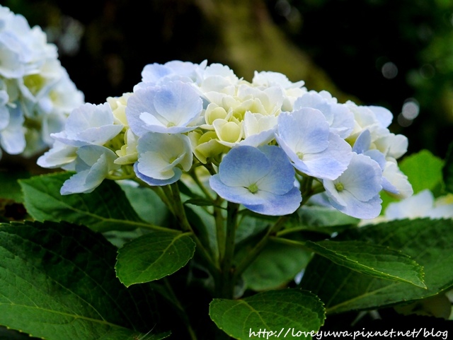 陽明山竹子湖高家繡球花田