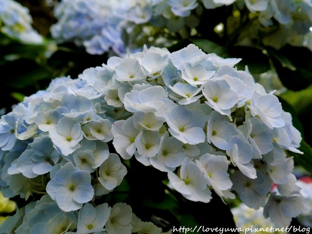 陽明山竹子湖高家繡球花田