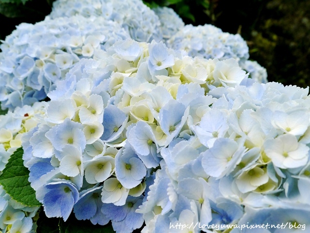 陽明山竹子湖高家繡球花田