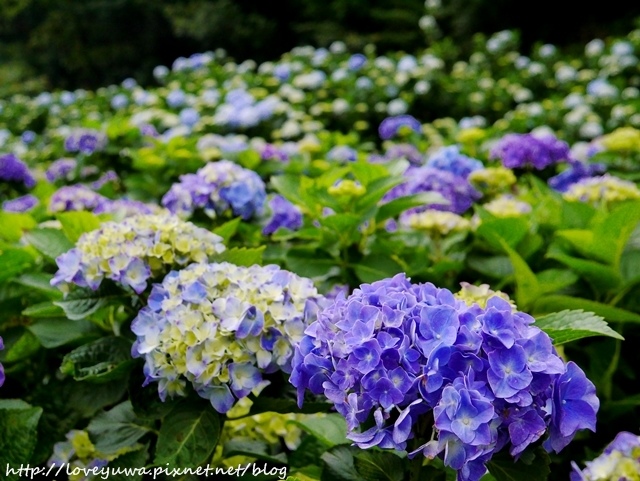 陽明山竹子湖高家繡球花田