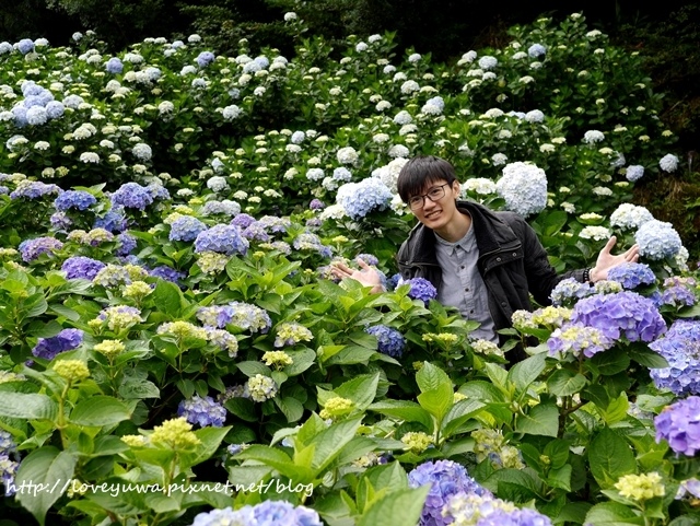 陽明山竹子湖高家繡球花田