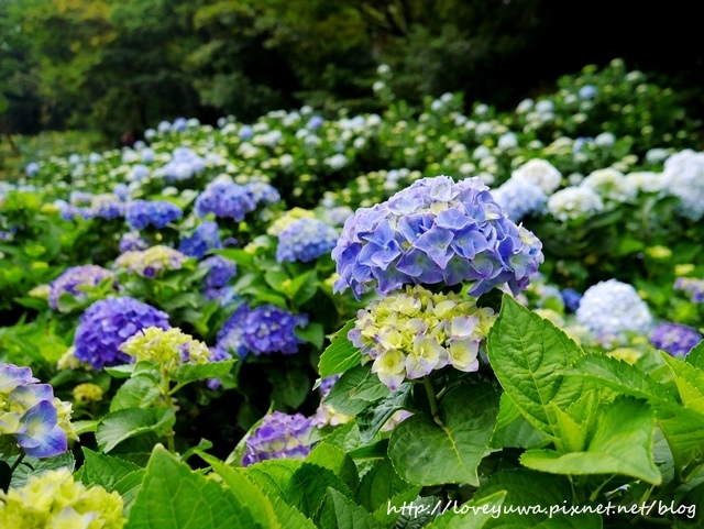 陽明山竹子湖高家繡球花田