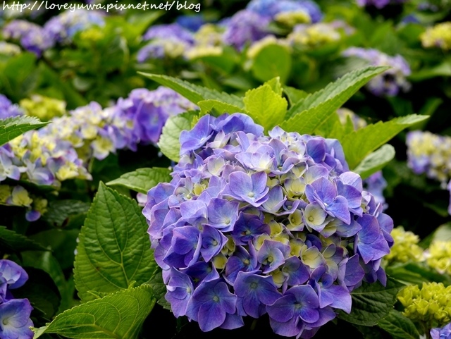 陽明山竹子湖高家繡球花田