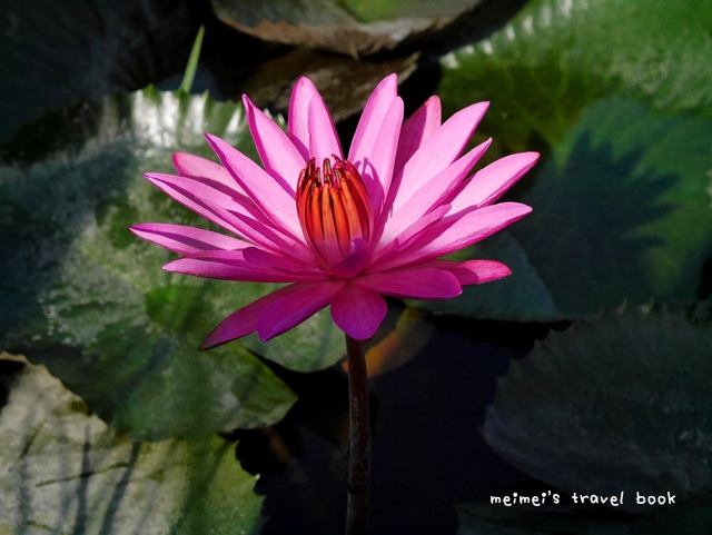 雙溪上林荷花園區