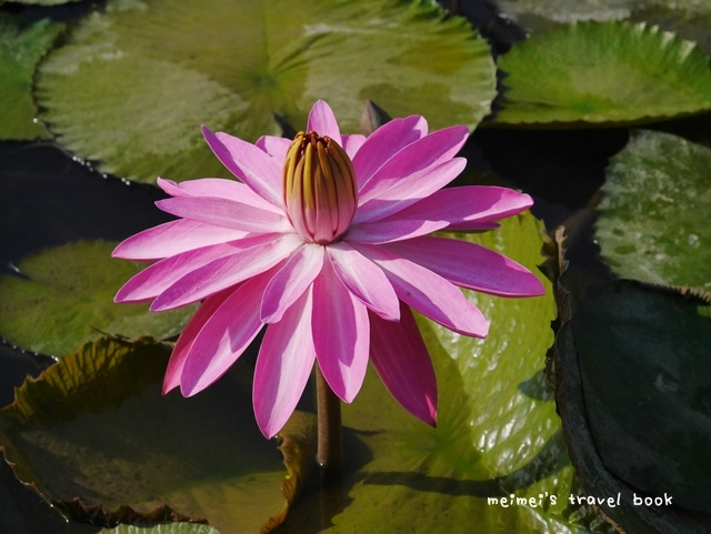 雙溪上林荷花園區