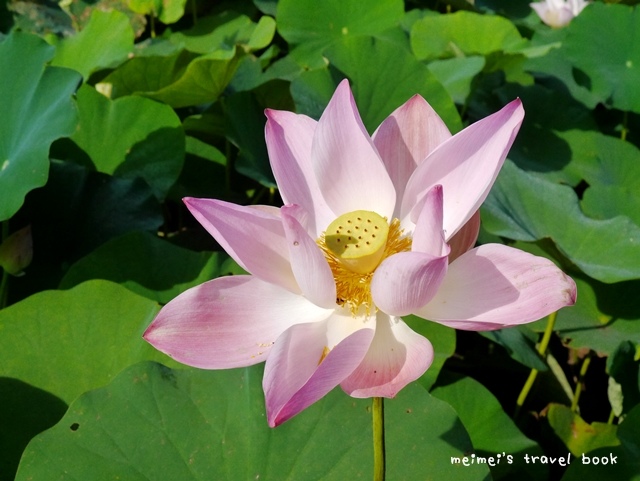雙溪上林荷花園區
