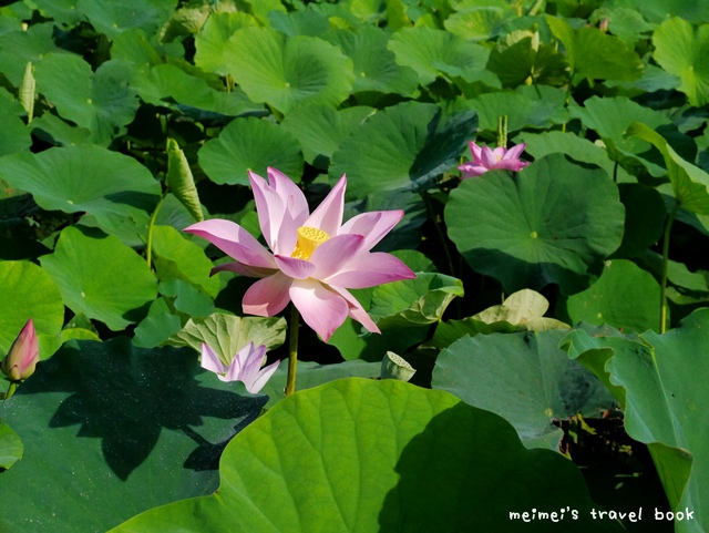 雙溪上林荷花園區