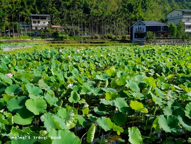 雙溪上林荷花園區