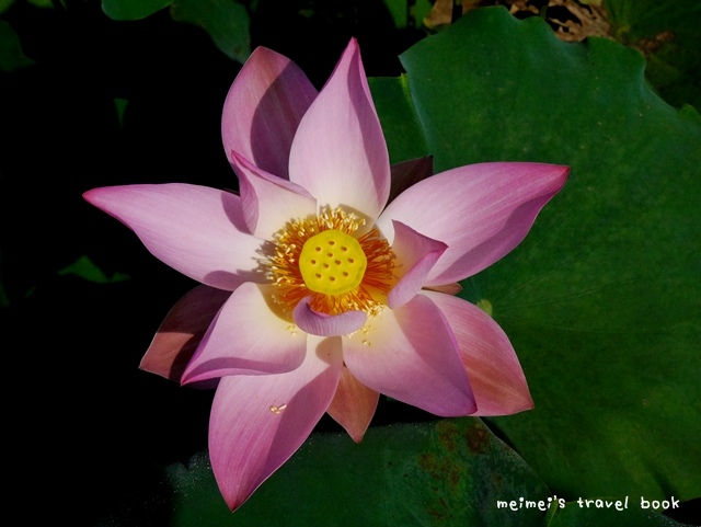 雙溪上林荷花園區